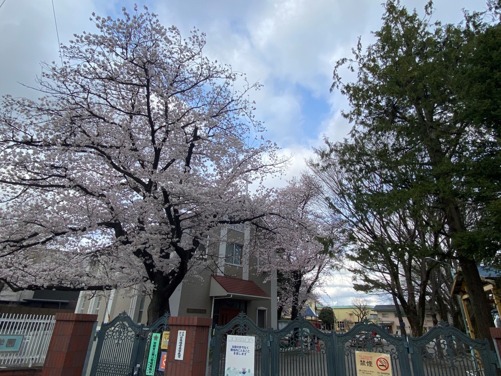 sakura2