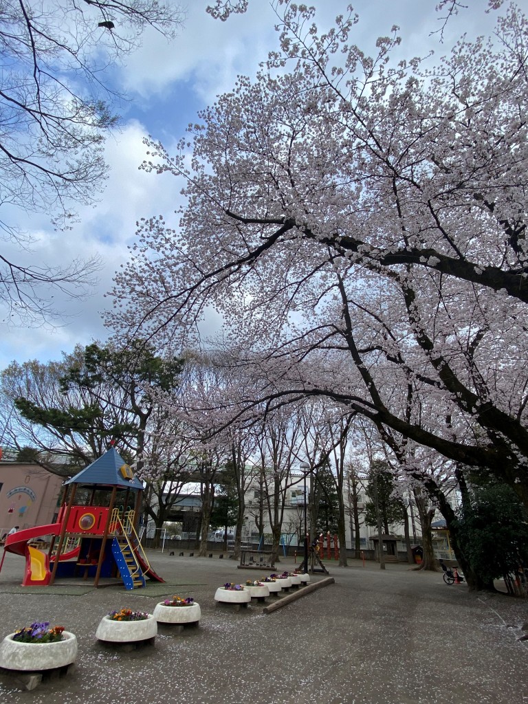 sakura5