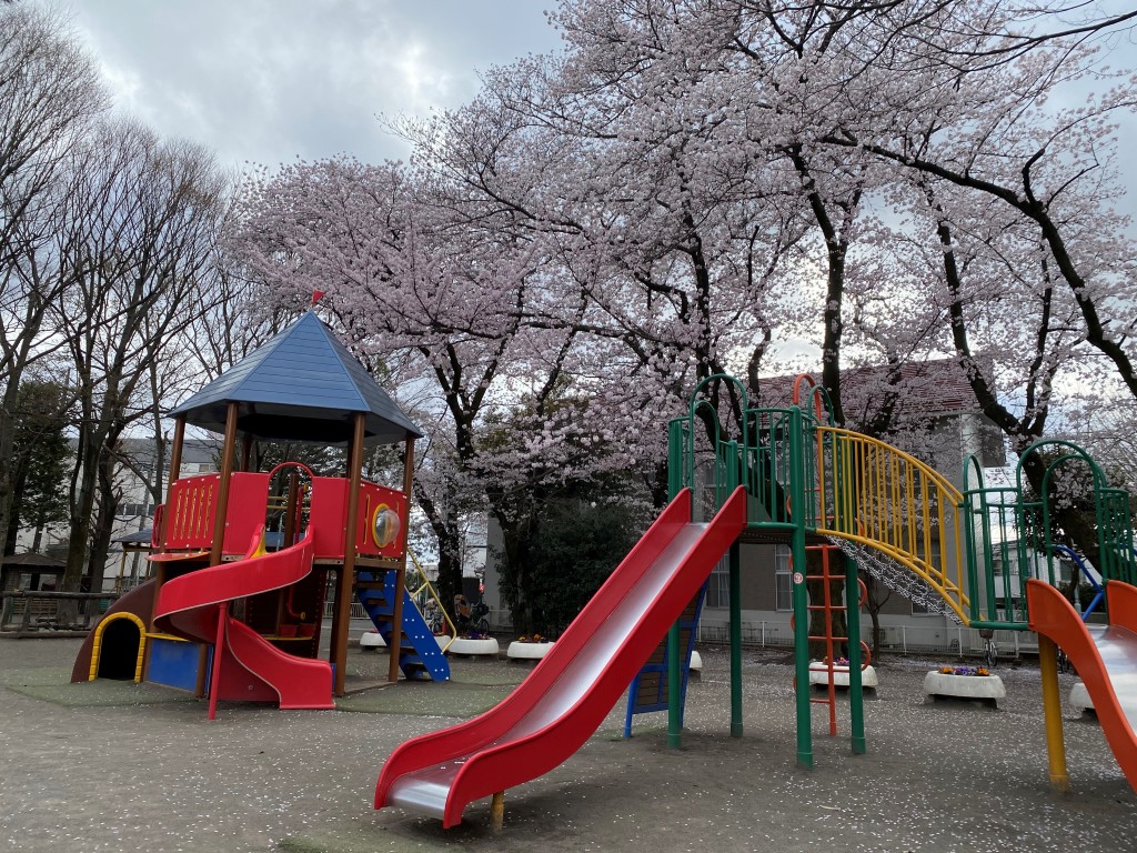 sakura6