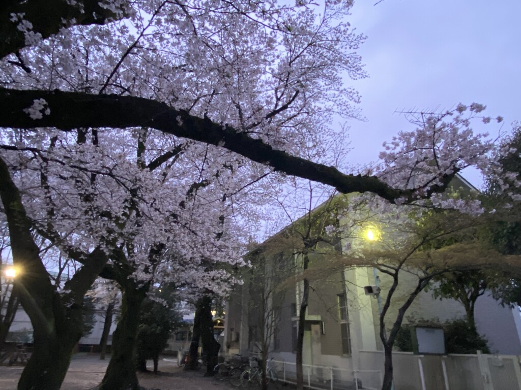 cherry1