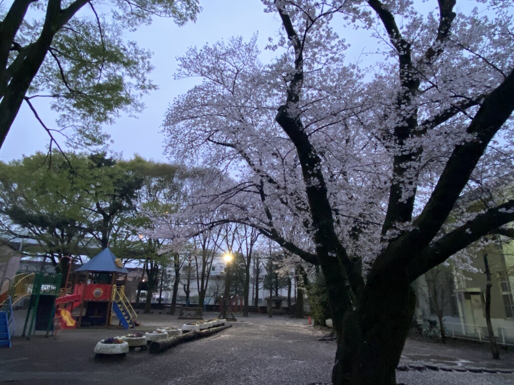 cherry2