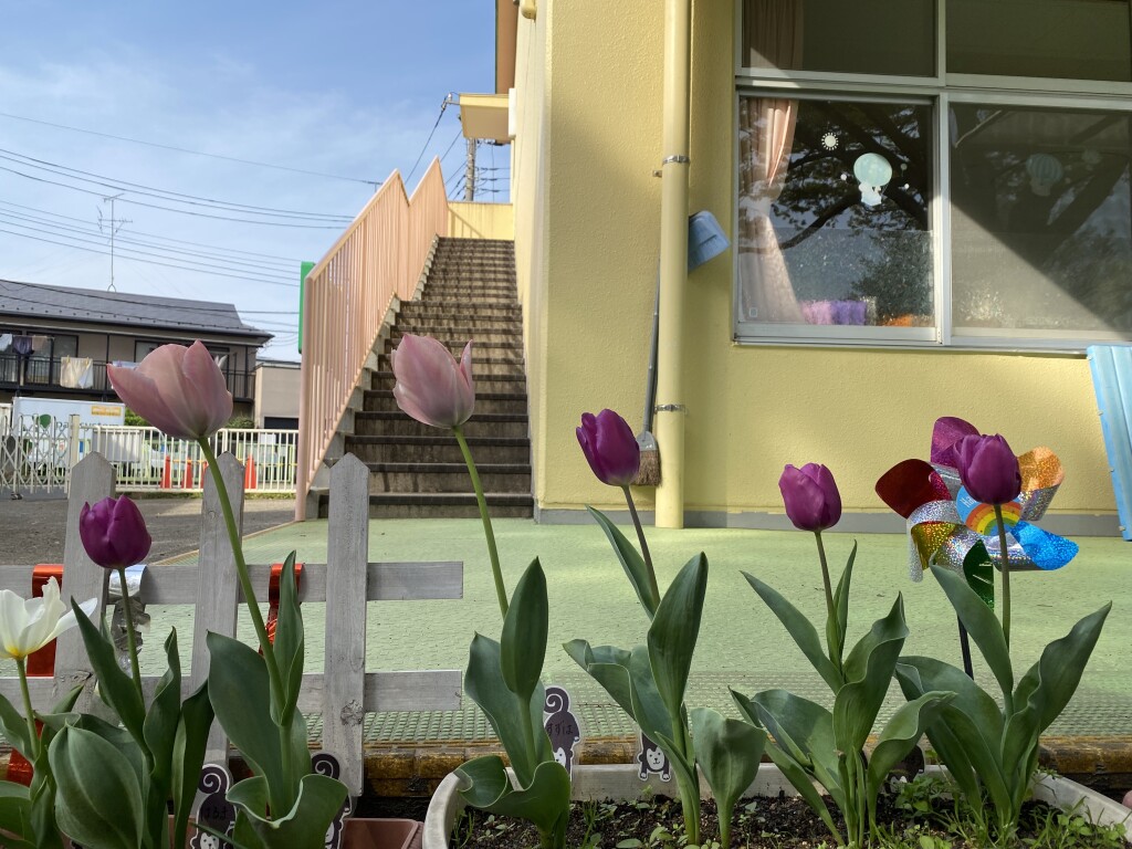 tulip1