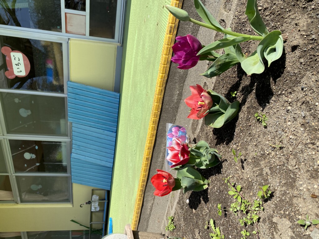 tulip3