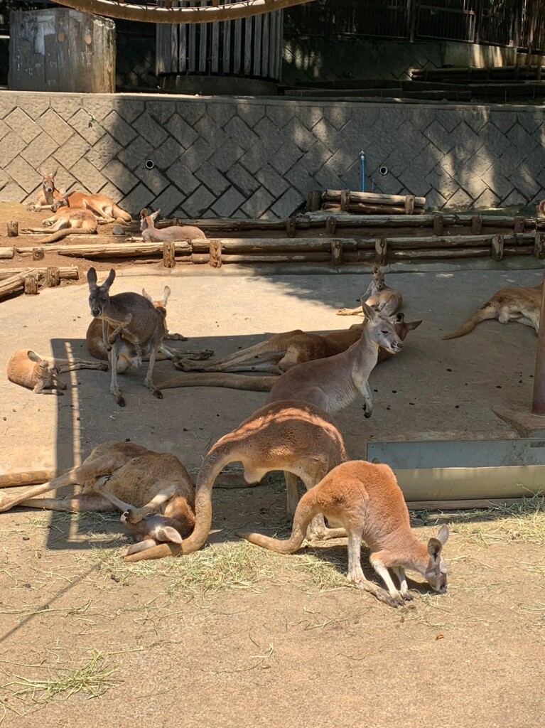 LINE_ALBUM_多摩動物園遠足2023_230522_2