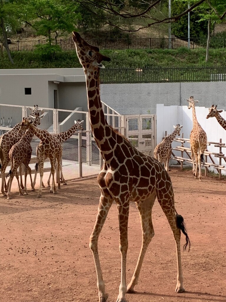 LINE_ALBUM_多摩動物園遠足2023_230522_1