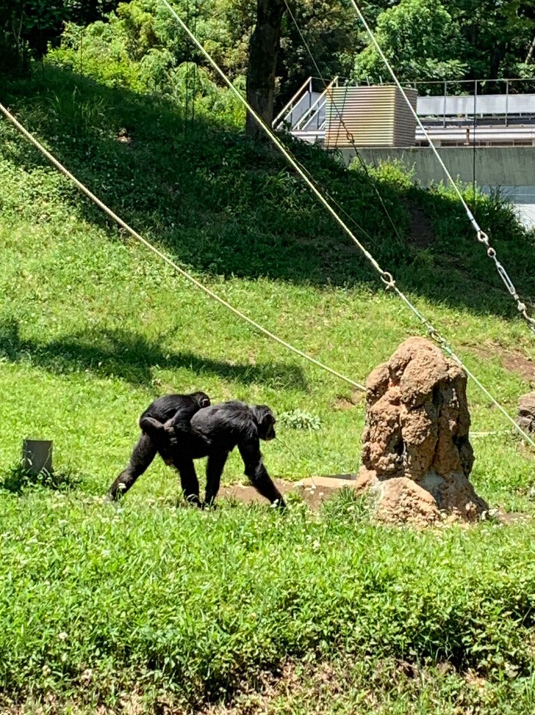 LINE_ALBUM_多摩動物園遠足2023_230522_14