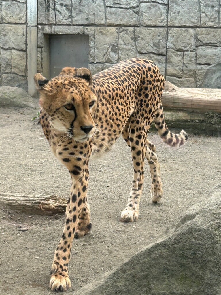 tiger
