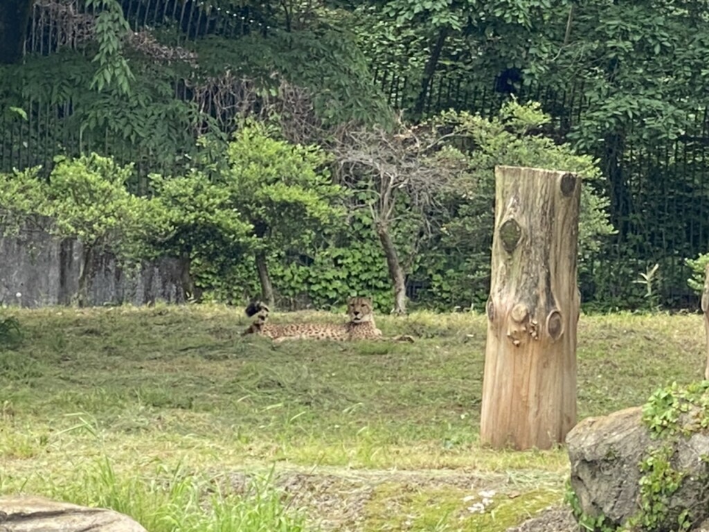 S__93274158_0