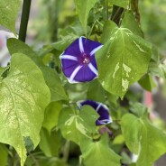 夏休みの園庭の様子