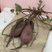 お芋ほり(年中)