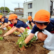 じゃがいも掘り(年中長)